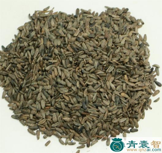 中药材牛甘子图片