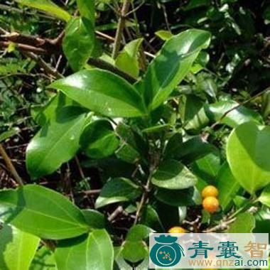 中药材牛目椒图片