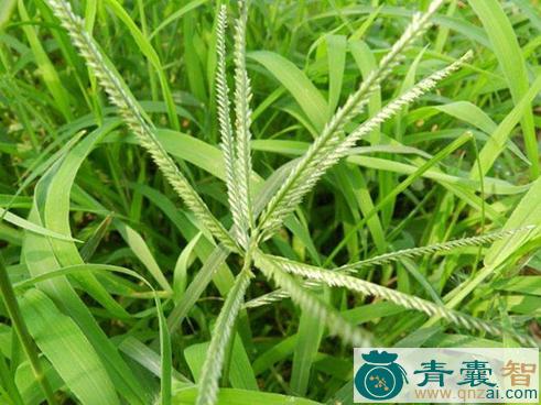 中药材牛筋麻图片