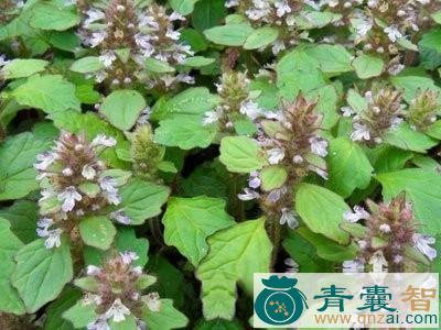 牛耳散血草的性味归经以及功效用法-青囊智