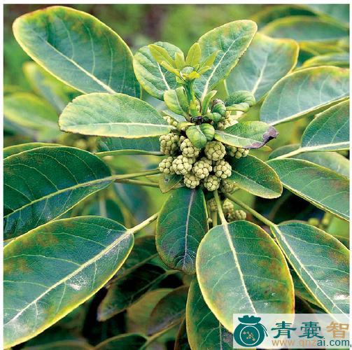 中药材牛耳风图片