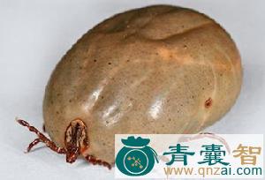 中药材牛腿虱图片