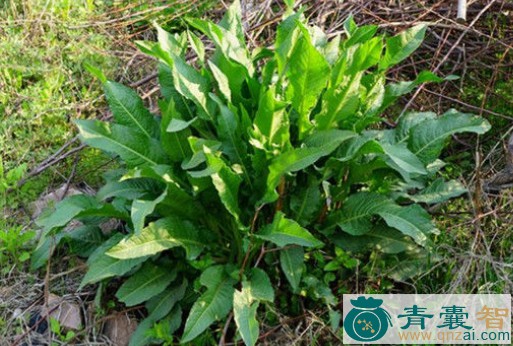 牛舌头草的性味归经以及功效用法-青囊智