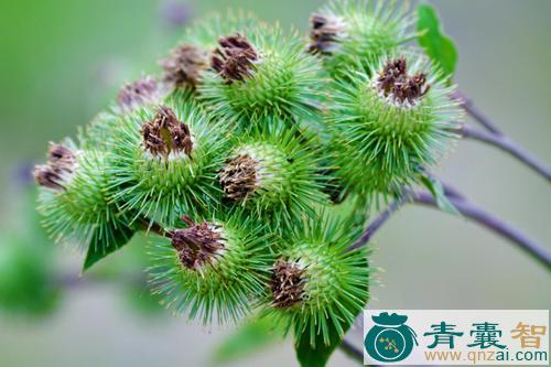 中药材牛草果图片