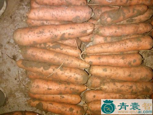 中药材牛萝卜图片