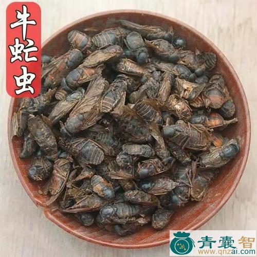 中药材牛蝇子图片