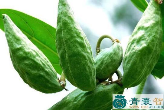 中药材牛角瓜图片