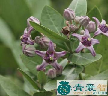 中药材牛角瓜叶图片