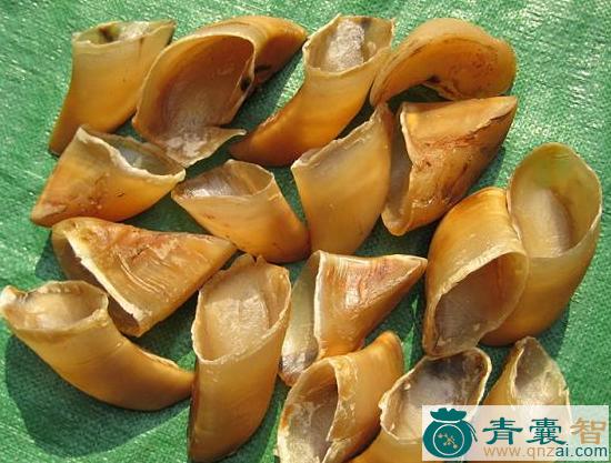中药材牛蹄甲图片