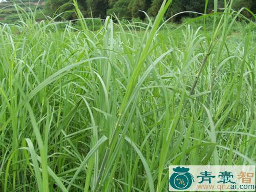 中药材牛鞭草图片