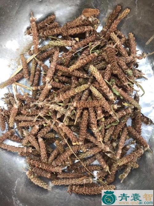 中药材牛顿头图片