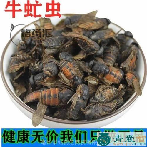 中药材牛魔蚊图片