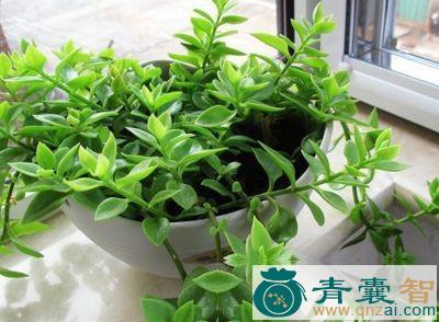 中药材牡丹三七图片