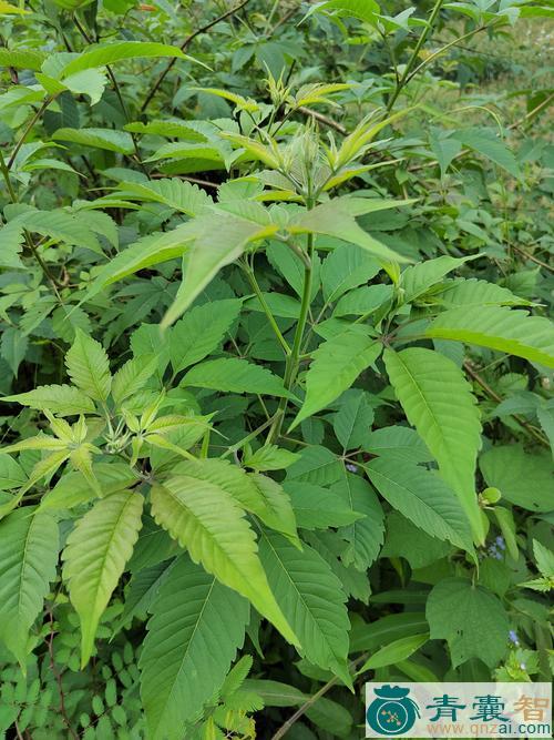 牡荆叶的性状性味归经以及功效用法-青囊智