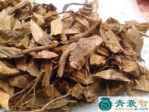 中药材牡荆根图片