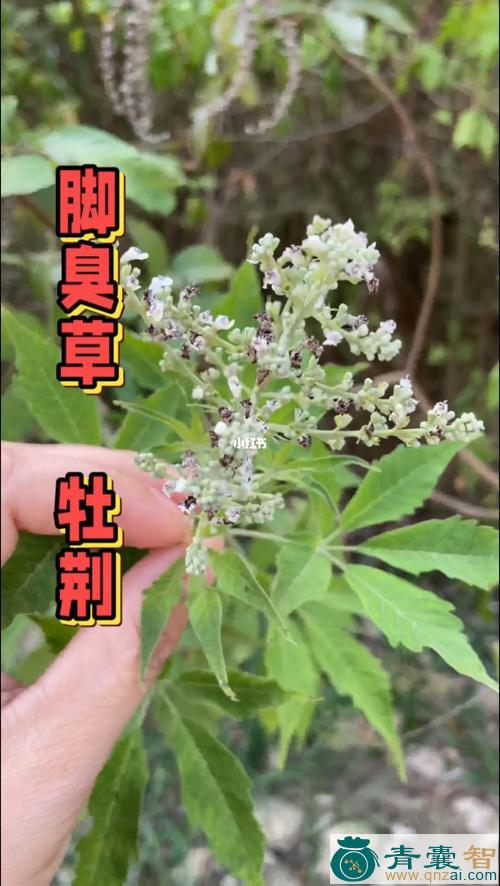 中药材牡荆汁图片