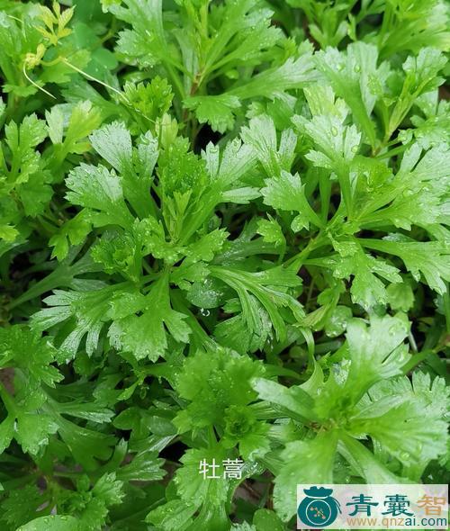 牡蒿的性状性味归经以及功效用法和注意事项-青囊智