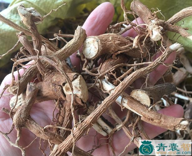 中药材牡蒿根图片