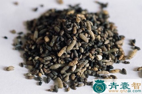 中药材牡鼠粪图片