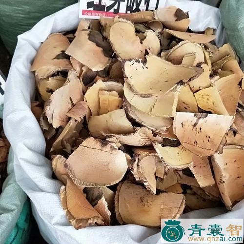 中药材牵牛入石图片
