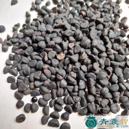 中药材牵牛子图片