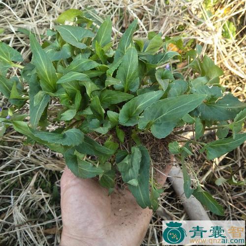 中药材犁头网图片