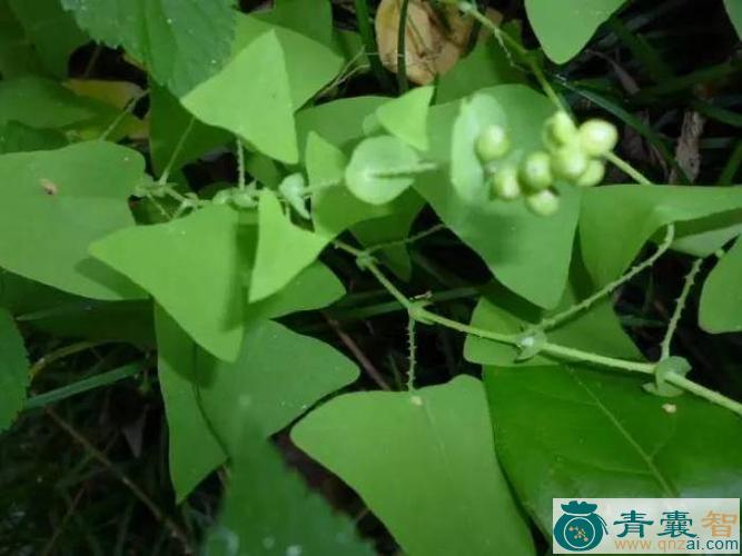 中药材犁头藤图片