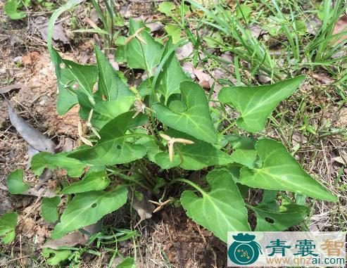 中药材犁尖草图片