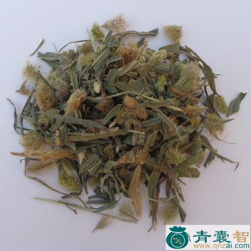 中药材犬尾曲图片