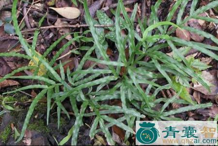 中药材犸骝草图片