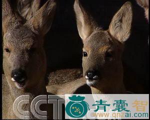 中药材狍子图片