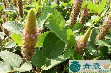 中药材狐尾藻棘豆图片