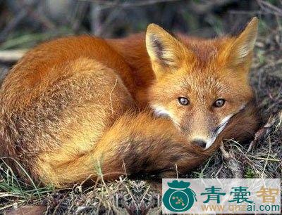 狐心的性味归经以及功效用法和注意事项-青囊智