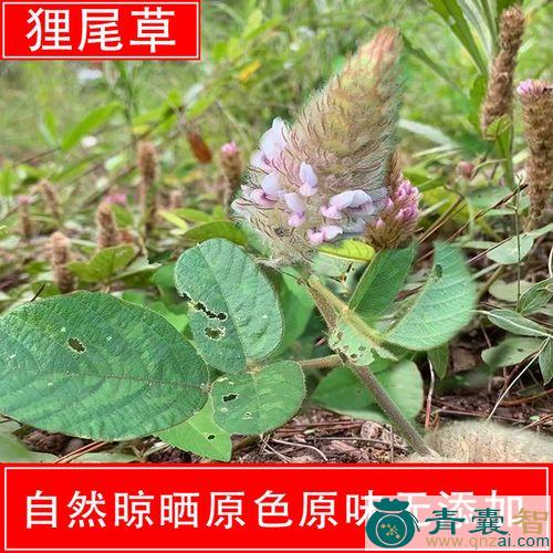 中药材狐狸嘴图片