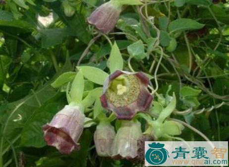中药材狗乳汁图片