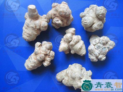 中药材狗头三七图片