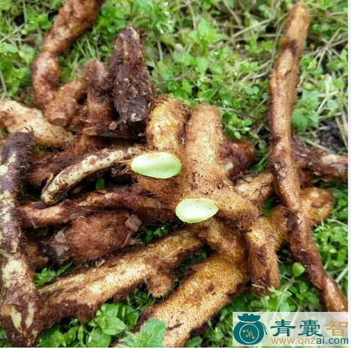 中药材狗头芥图片