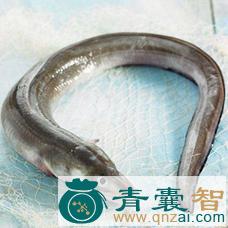 中药材狗头鳗图片