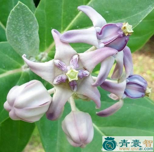 中药材狗娃花图片