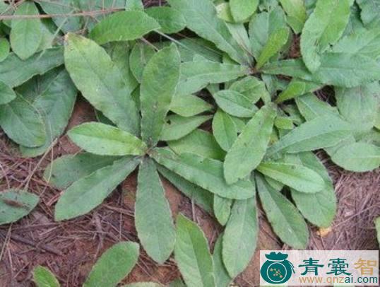 中药材狗屎木图片