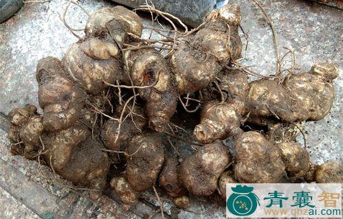 狗屎根的性味归经以及功效用法-青囊智