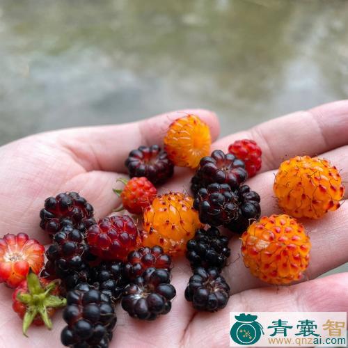 中药材狗屎泡图片