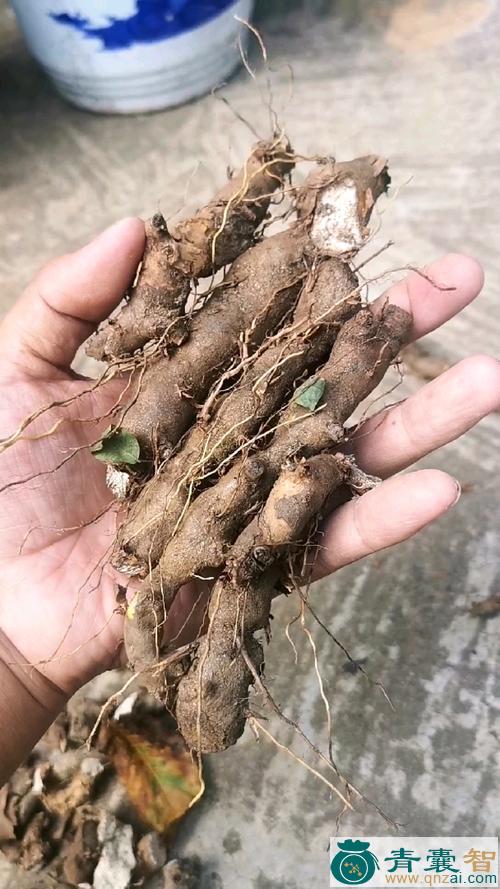 中药材狗山药图片