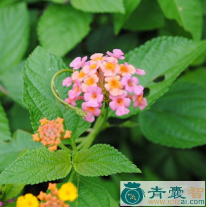 中药材狗引子花图片