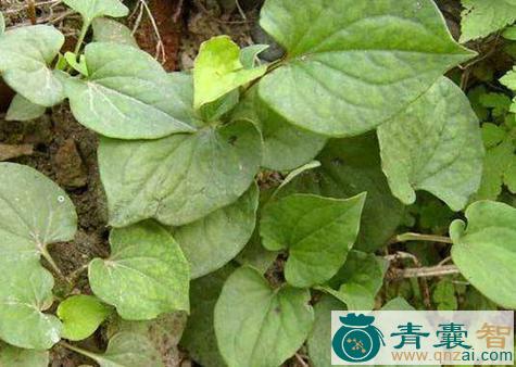 中药材狗心图片