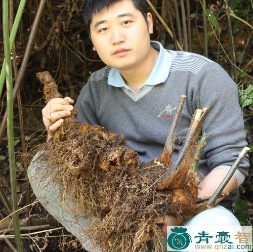 中药材狗朗头图片