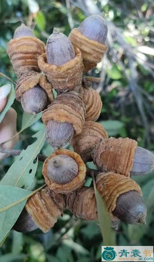 中药材狗果图片