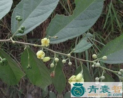 中药材狗核树图片