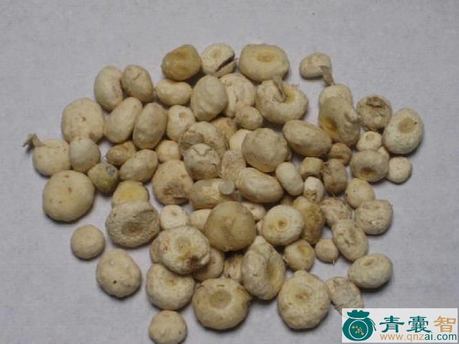 中药材狗爪南星图片