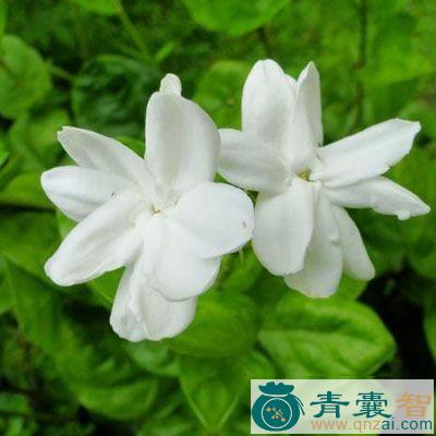 中药材狗爪樟图片